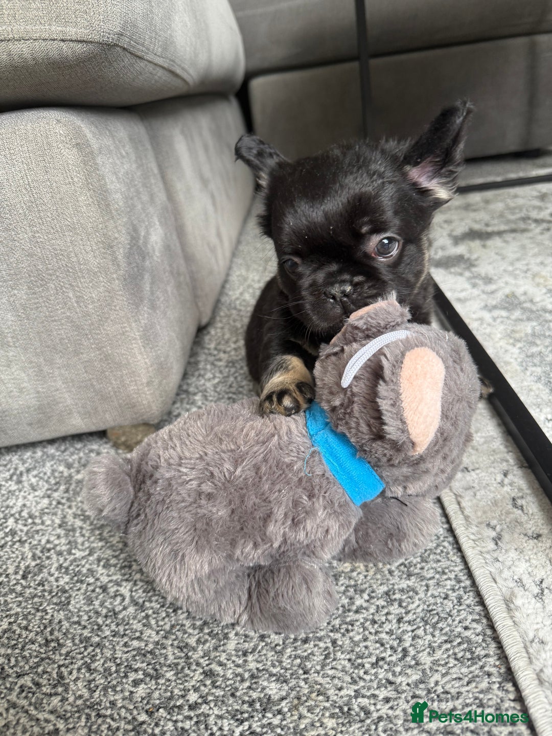 French Bulldog dogs for sale: Fluffy ** frenchies  - Image 15