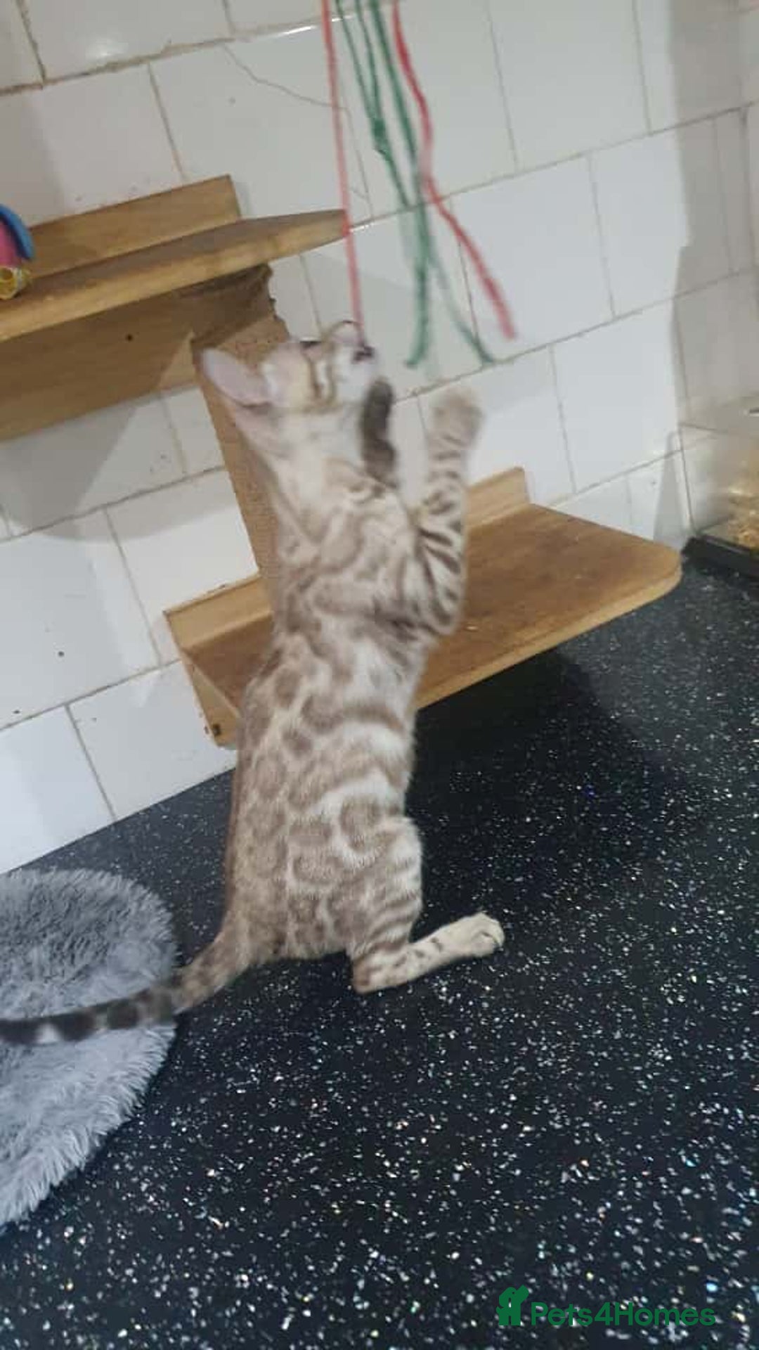 Bengal cats for sale: 🔥✨Pedigree TICA-Registered Bengals - Image 20