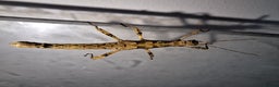 Stick Insects invertebrates for sale: 3 Sungaya Aeta stick insect nymphs (unsexed) - Advert 4
