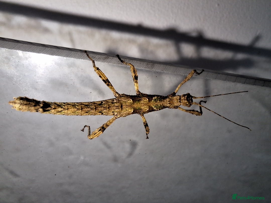 Stick Insects invertebrates for sale: 3 Sungaya Aeta stick insect nymphs (unsexed) - Advert 4
