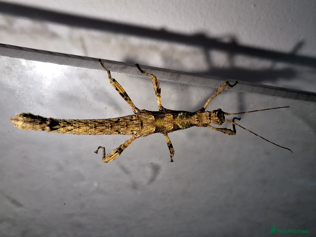 Stick Insects invertebrates for sale: 3 Sungaya Aeta stick insect nymphs (unsexed) - Advert 4