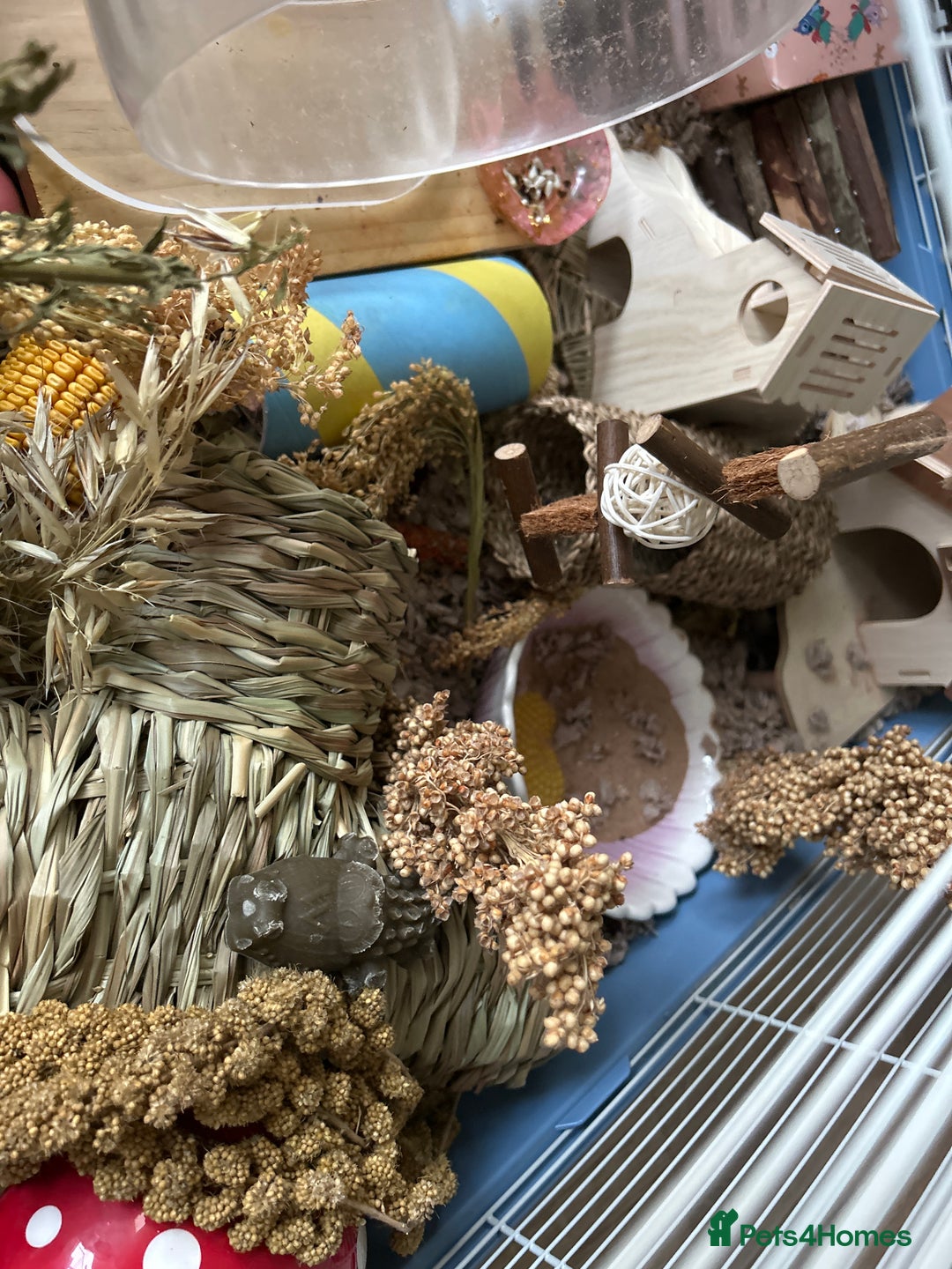 Hamster rodents for sale: Robin hamster with 100x50x50cm cage - Advert 1