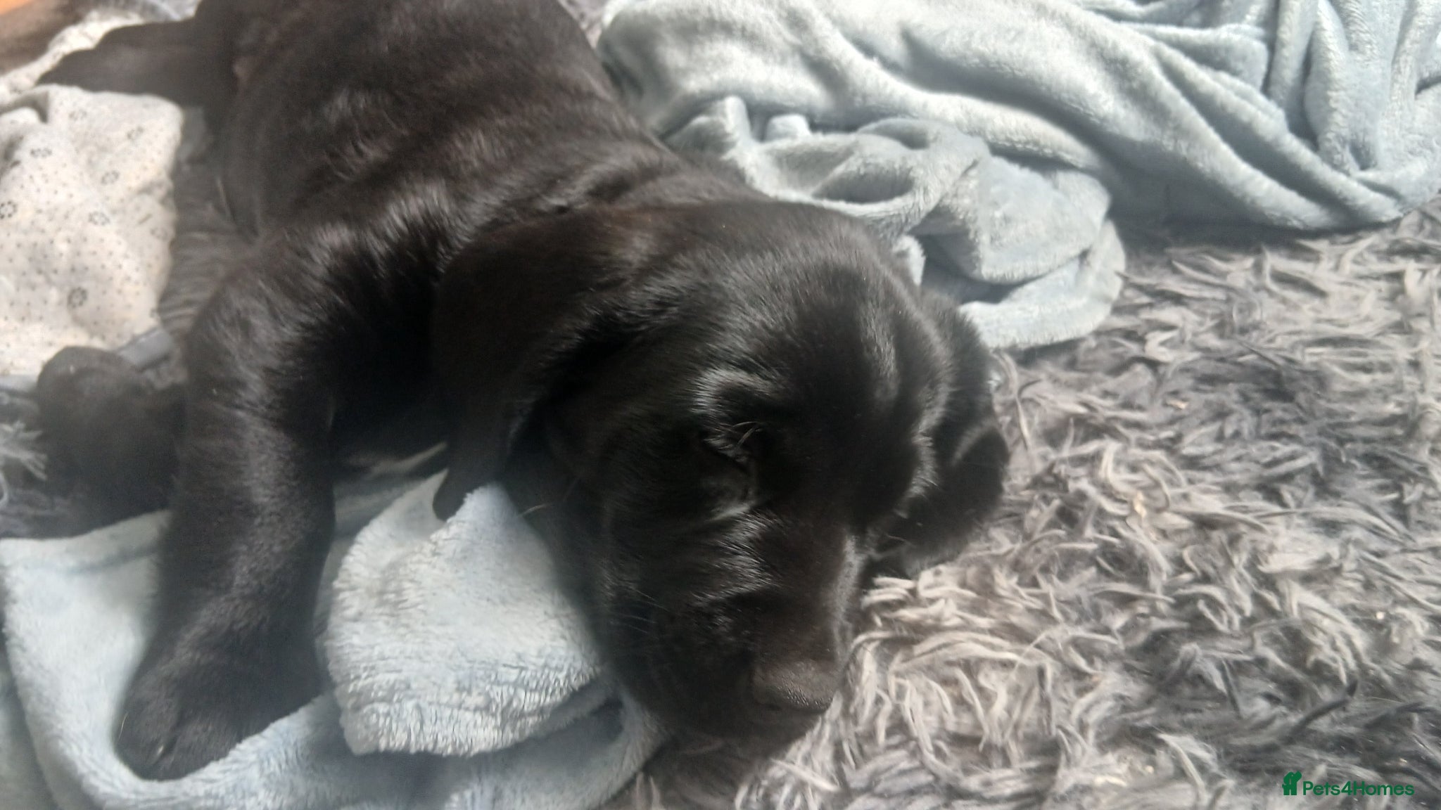 Mixed Breed dogs for sale: Ready Gorgeous Cockapoo x Gold Retriever x pups  - Advert 28