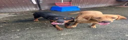 Rottweiler dogs for sale: 5 month old bitch  - Advert 3