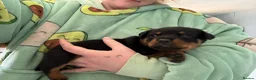 Rottweiler dogs for sale: Rottweiler puppies  - Advert 35