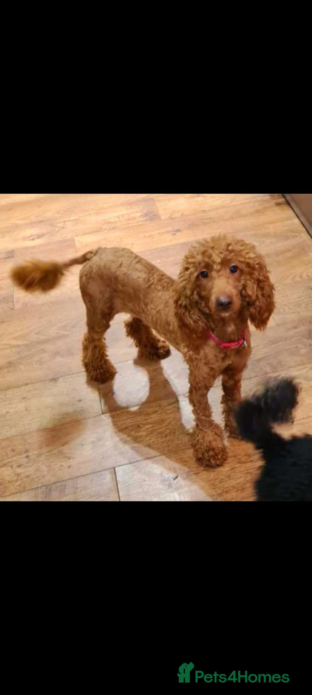 Cockapoo dogs for sale: F1 DNA hereditary clear cockapoos  - Advert 12