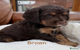 Cocker Spaniel dogs for sale: Working cross Show Cocker Spaniel puppies - Image 7