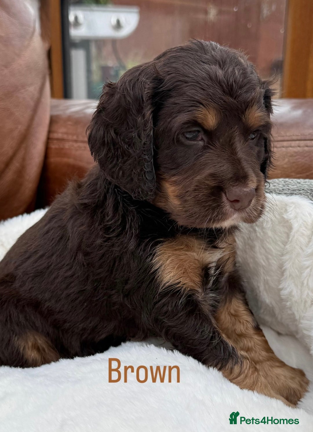 Cocker Spaniel dogs for sale: Working cross Show Cocker Spaniel puppies - Image 7