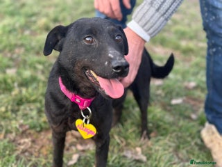 Mixed Breed dogs LOOKING FOR A SWEET GIRL? ALLEGRA - FULL OF LOVE! - Advert 4