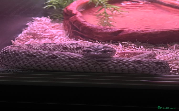 Snake reptiles - Advert 4