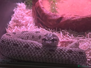 Snake reptiles Super Arctic Conda Hognose (het albino) + vivarium - Advert 17