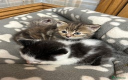 Mixed Breed cats for sale: Farm kittens - Advert 1