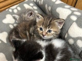 Mixed Breed cats Farm kittens - Advert 5