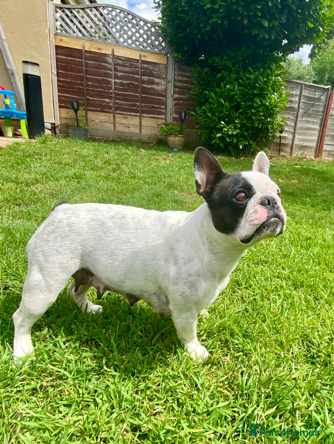 French Bulldog dogs for sale: KC reg pure French Bulldog puppies - Image 9