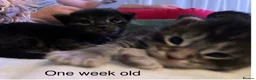 Maine Coon cats for sale: TICA EXCEPTIONAL GIANT & GENTLE MAINE COON KITTENS in Greenford - Advert 9