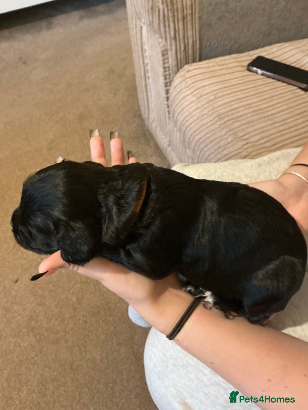 Sprocker dogs for sale: SPROCKER PUPPIES FOR SALE - Advert 7