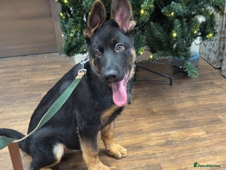 German Shepherd dogs - Advert 1