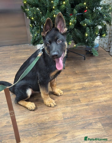 German Shepherd dogs - Advert 1