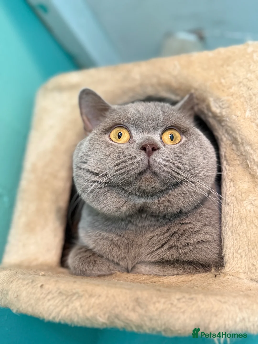 British Shorthair cats for stud: GCCF Lilac BSH for stud duties 💜🐻  - Advert 2