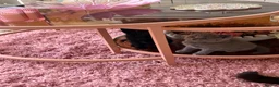 British Shorthair cats for sale: Gorgeous Kittens  - Advert 9
