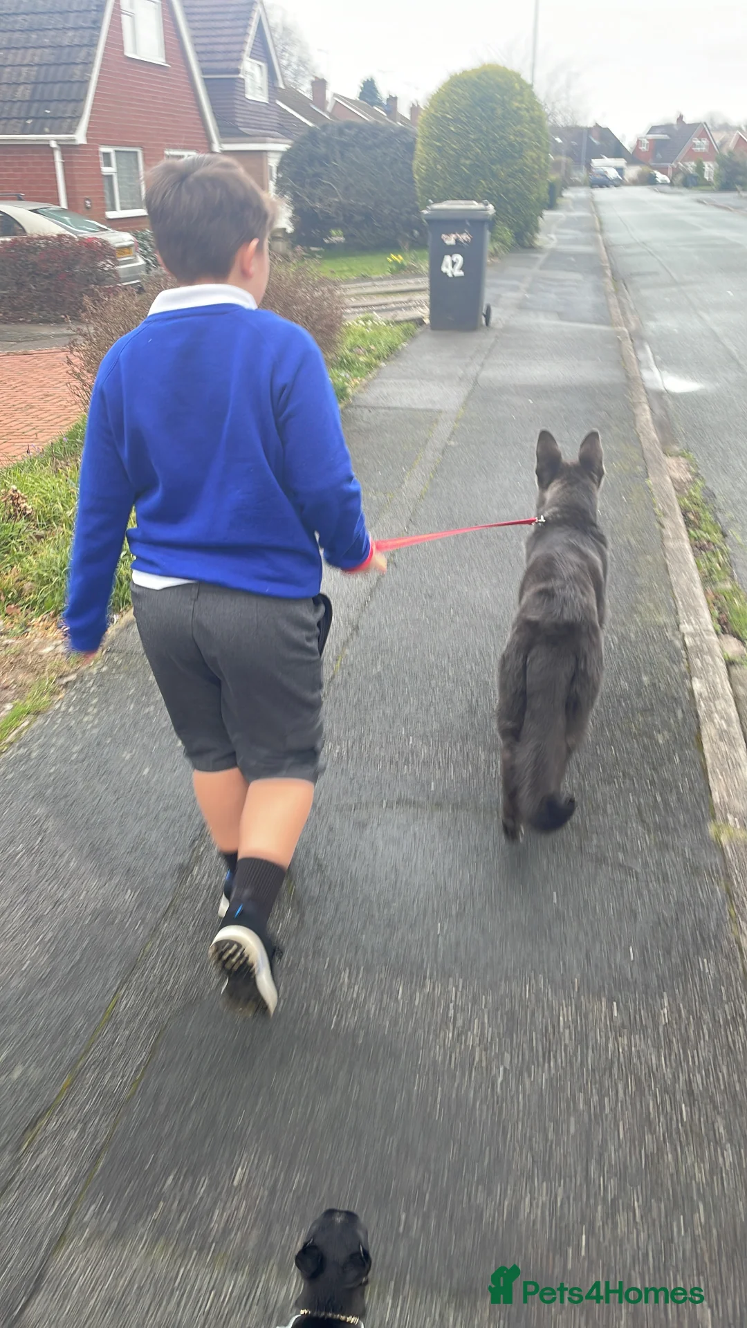 German Shepherd dogs for sale: Beautiful solid blue German shepherd female  in Crewe - Advert 2