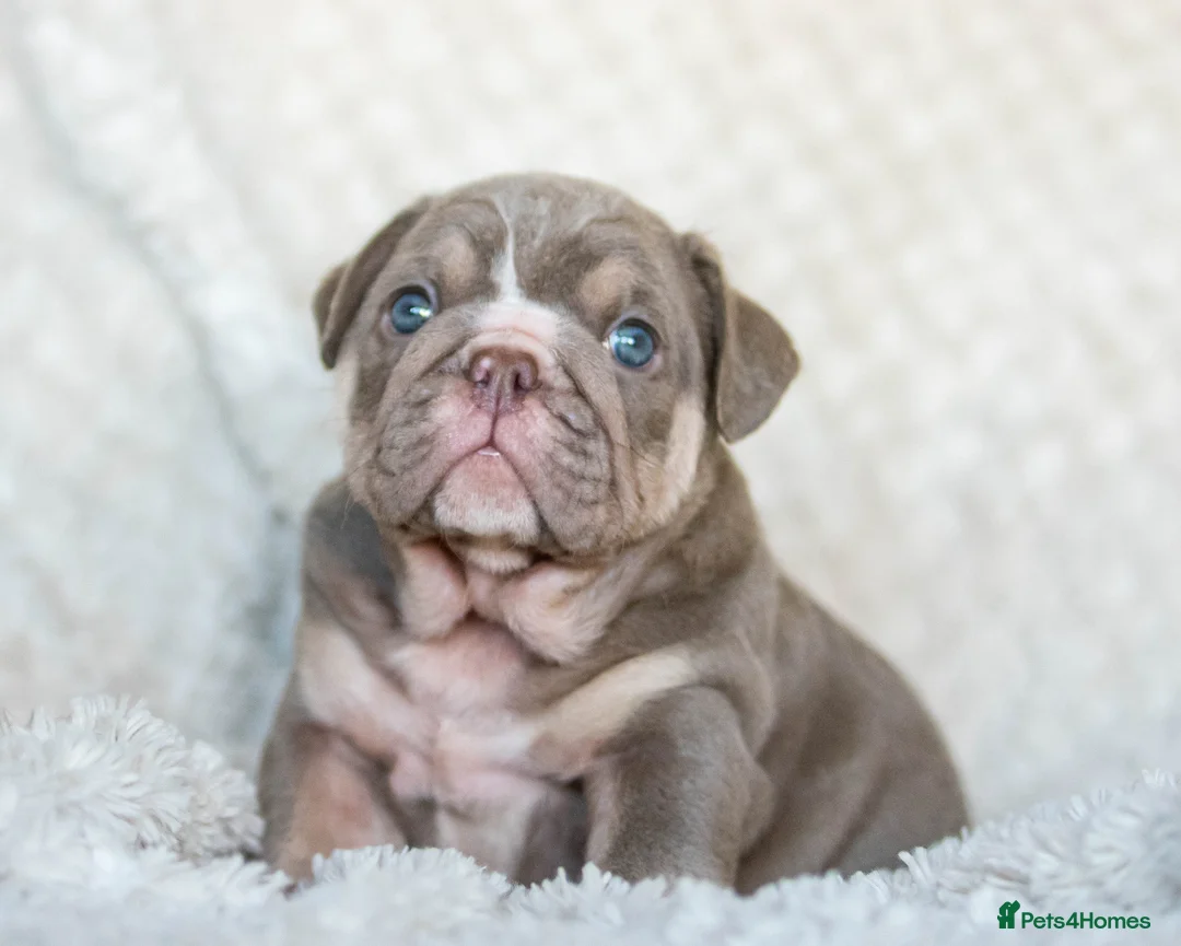 English Bulldog dogs for stud: Lilac and tan Merle carrying curly  - Advert 2