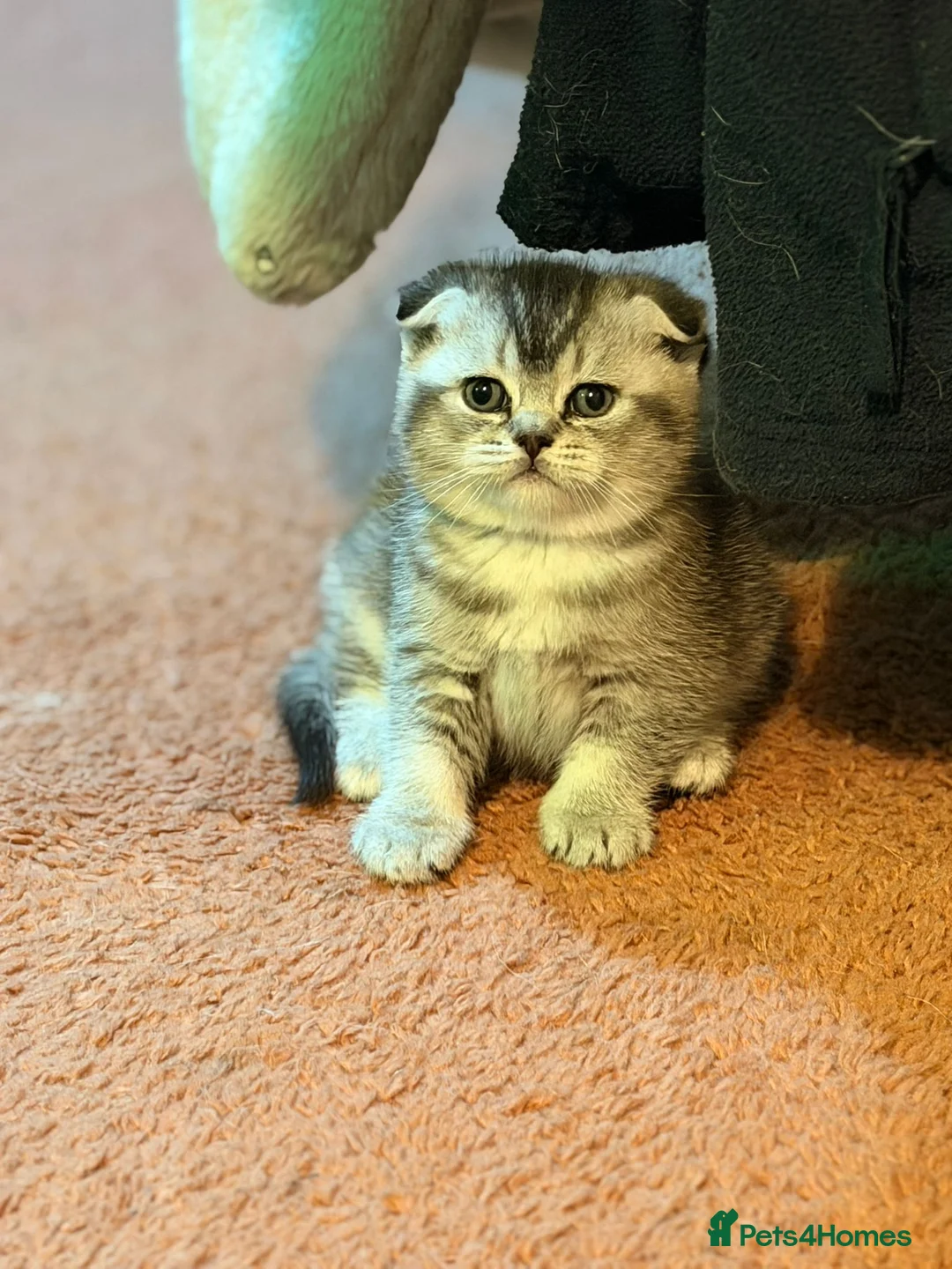 Scottish Fold cats for sale: Last 2 kittens british and scottish fold  - Advert 13