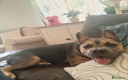 Mixed Breed dogs for sale: Frenchie x staff  - Image 1