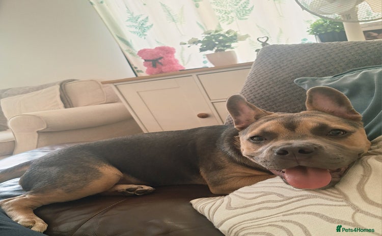 Mixed Breed dogs - Advert 1