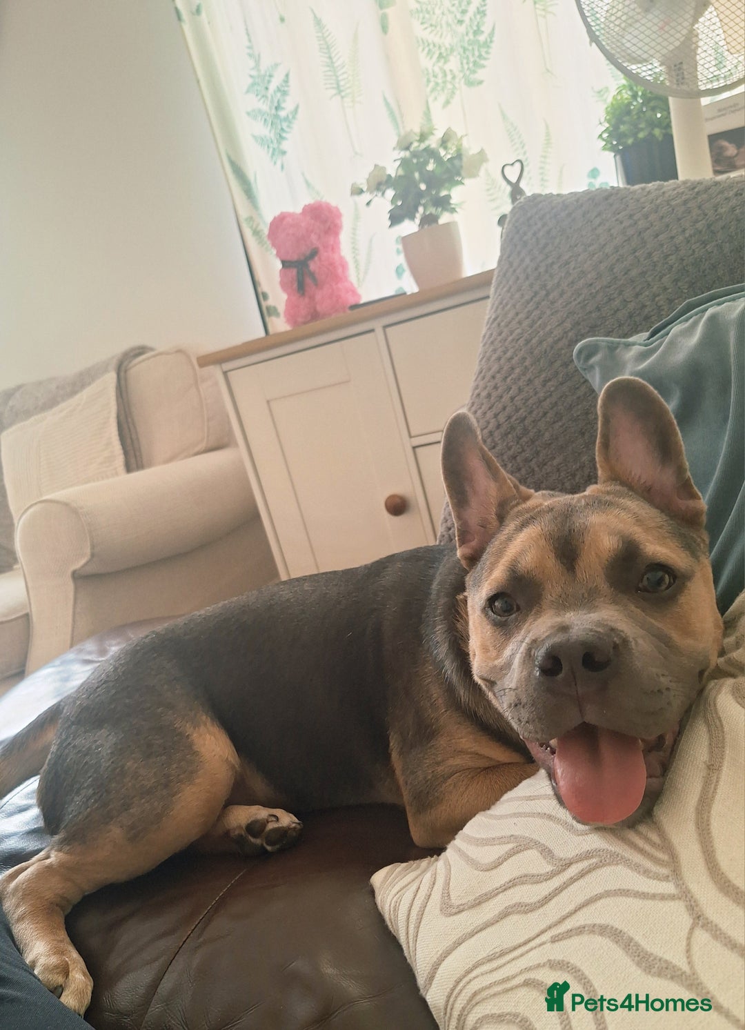 Mixed Breed dogs for sale: Frenchie x staff  - Image 1