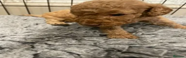 Labradoodle 3 apricot