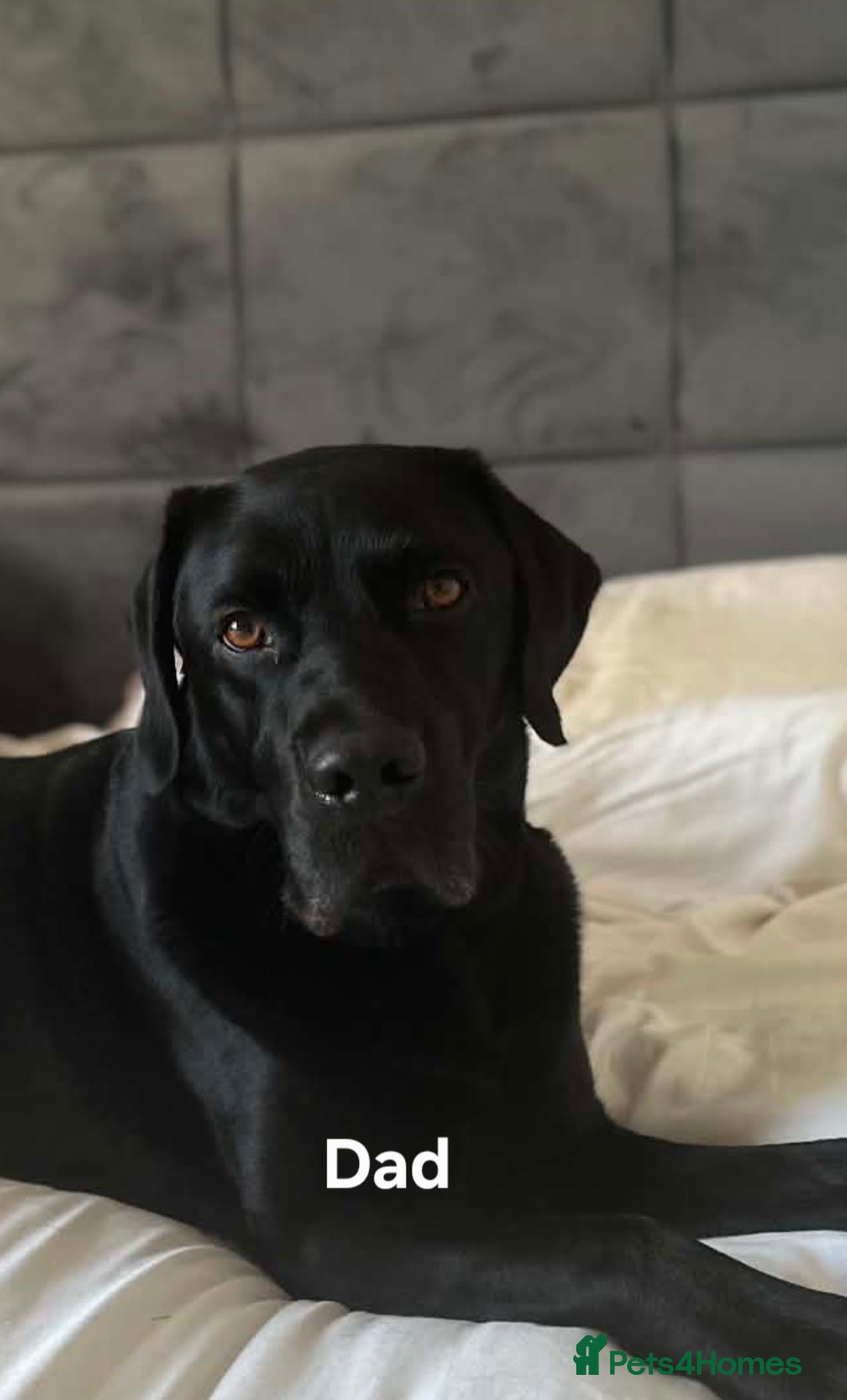 Labrador Retriever dogs Kc reg labrador puppies - Advert 14