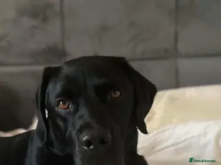 Labrador Retriever dogs Kc reg labrador puppies - Advert 14