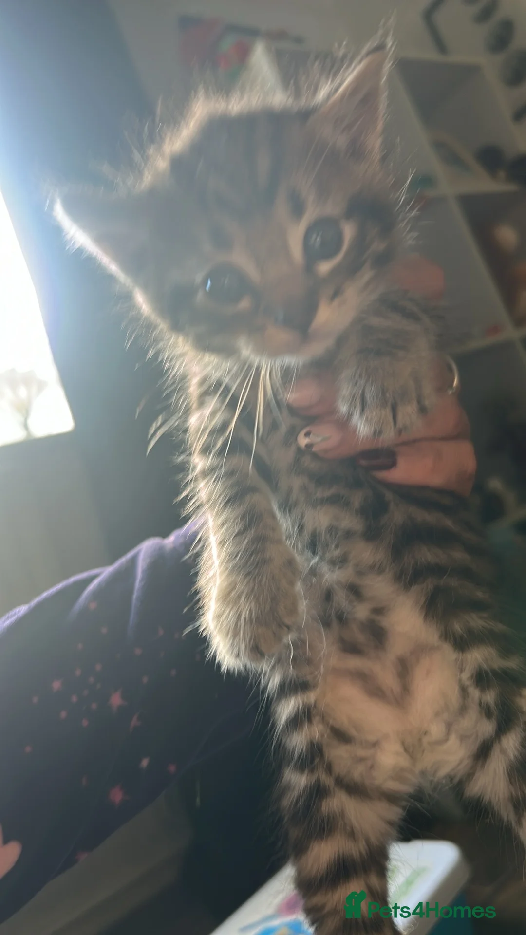 Mixed Breed cats for sale: Mix breed tabby’s in Swansea - Advert 6