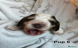 Cockapoo dogs for sale: Adorable Cocker Spaniel/Cockapoo Puppies - Image 24