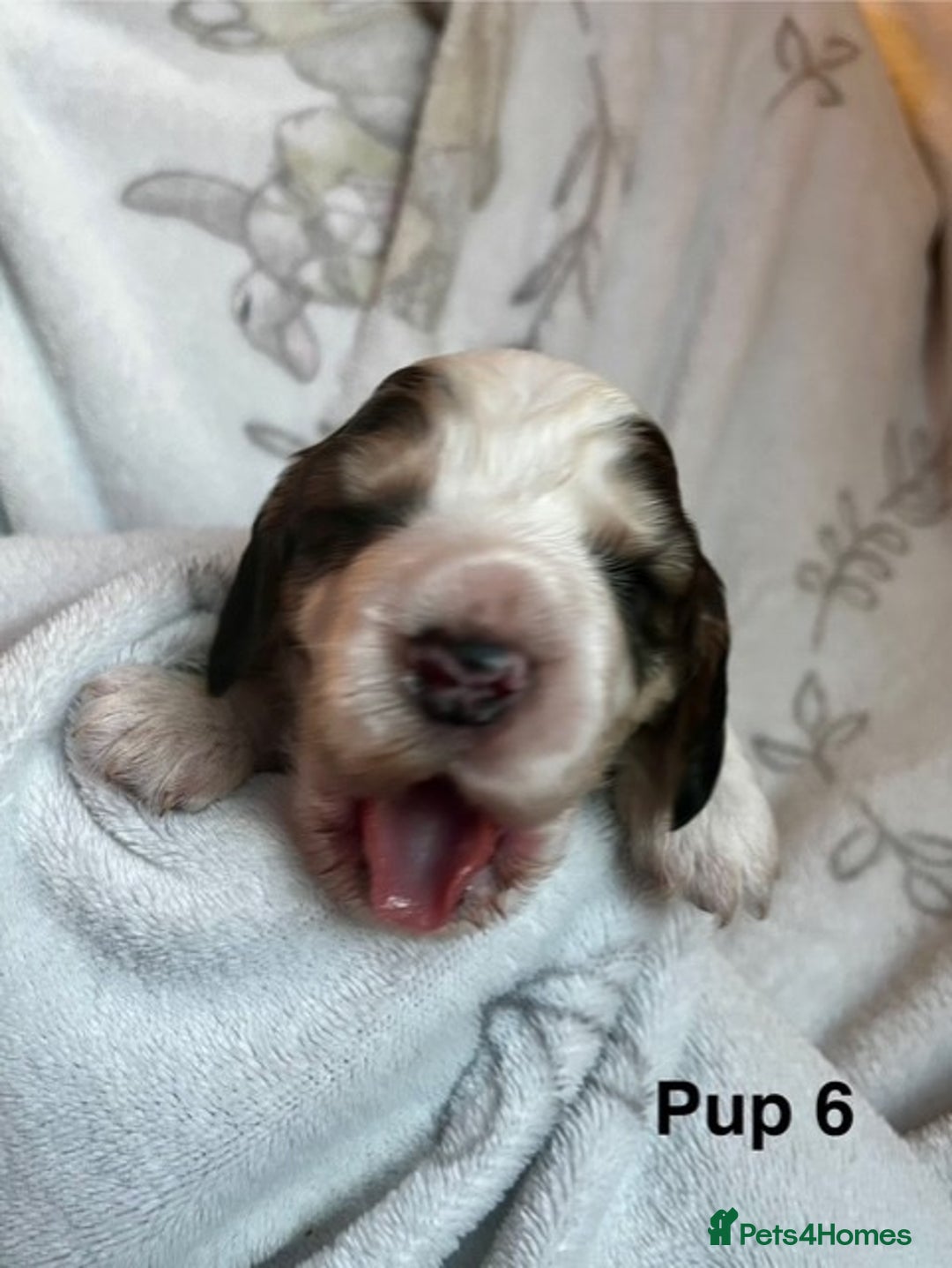 Cockapoo dogs for sale: Adorable Cocker Spaniel/Cockapoo Puppies - Image 24