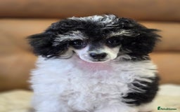 Toy Poodle dogs for sale: Gorgeous Tiny Toy Poodle Pups  - Image 13