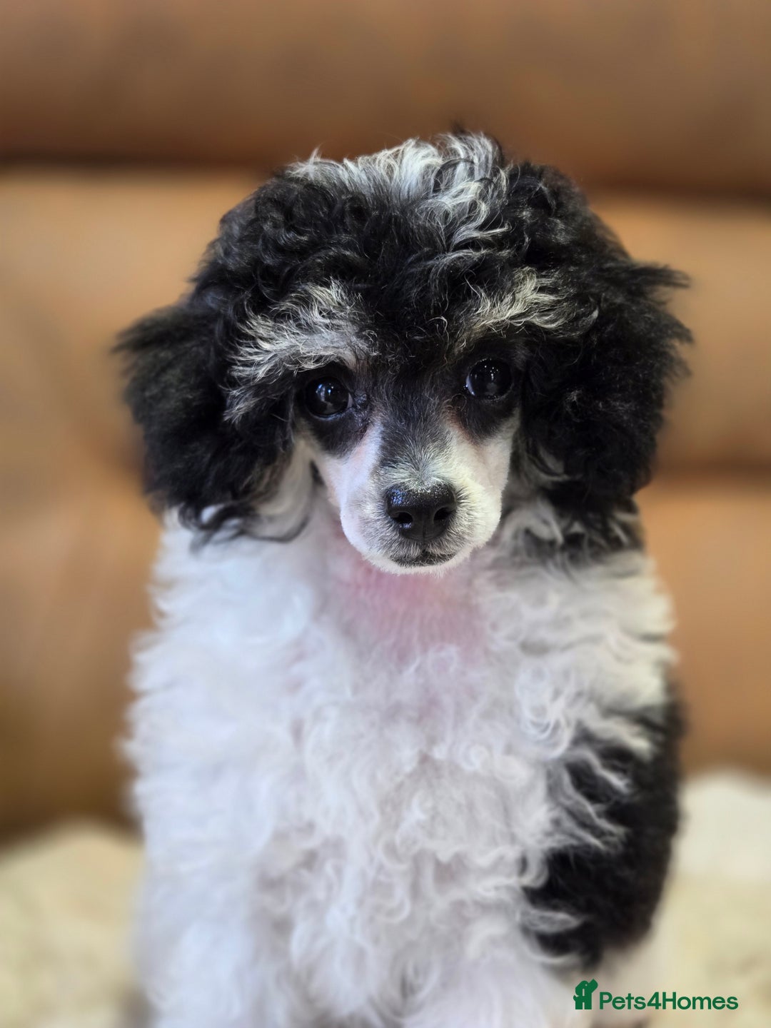 Toy Poodle dogs for sale: Gorgeous Tiny Toy Poodle Pups  - Image 13