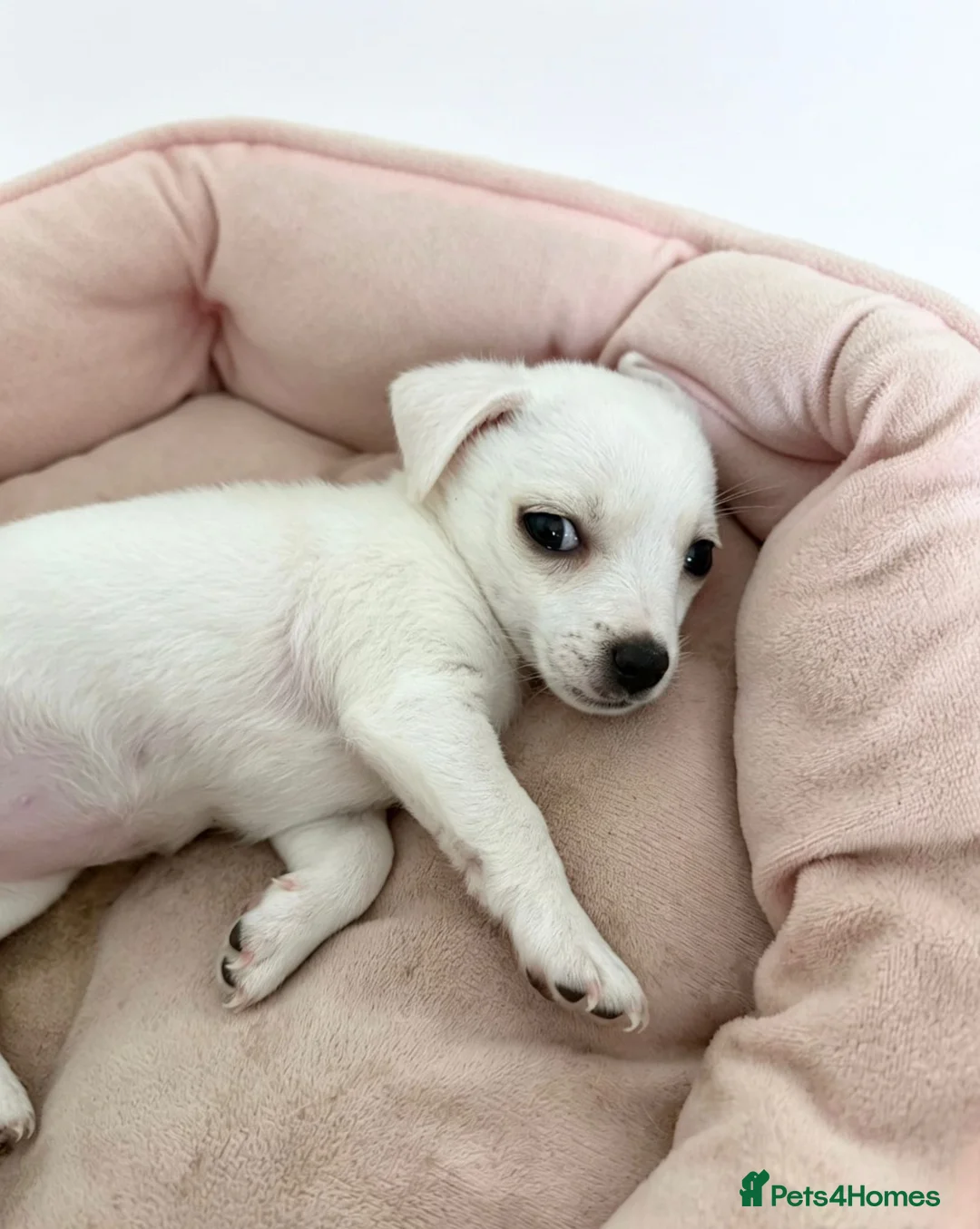 Mixed Breed dogs for sale: Chihuahua x jack - Advert 2