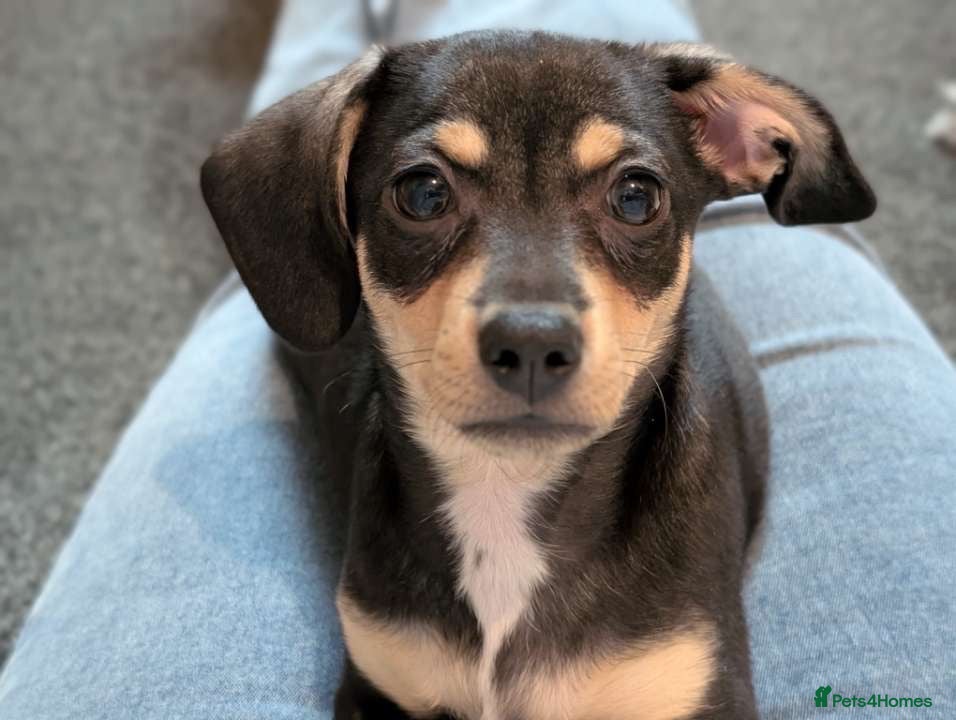 Jackshund dogs Mable needs rehoming  - Advert 4