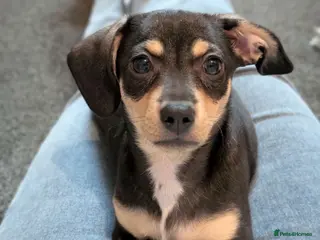 Jackshund dogs Mable needs rehoming - Advert 15