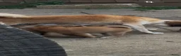 Japanese Shiba Inu dogs for sale: Mame Shiba , parents health tested champions  - Advert 10