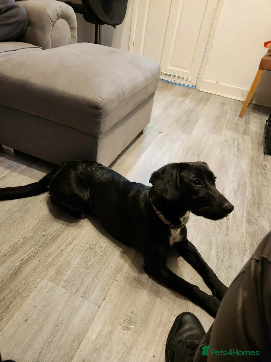 Mixed Breed dogs for sale: Molly - Female - Advert 5