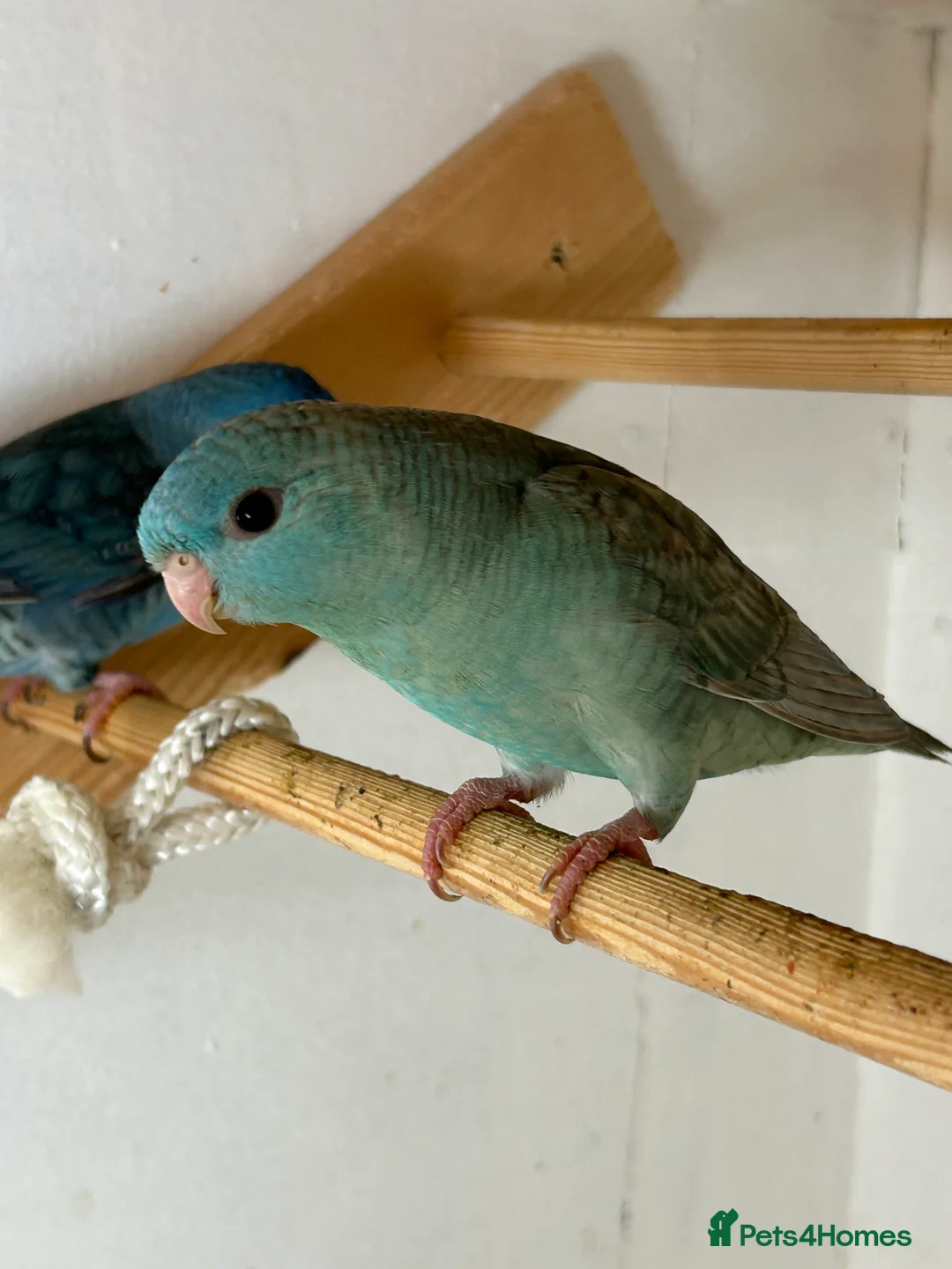 Parakeets birds for sale: Linnie for sale - Advert 3