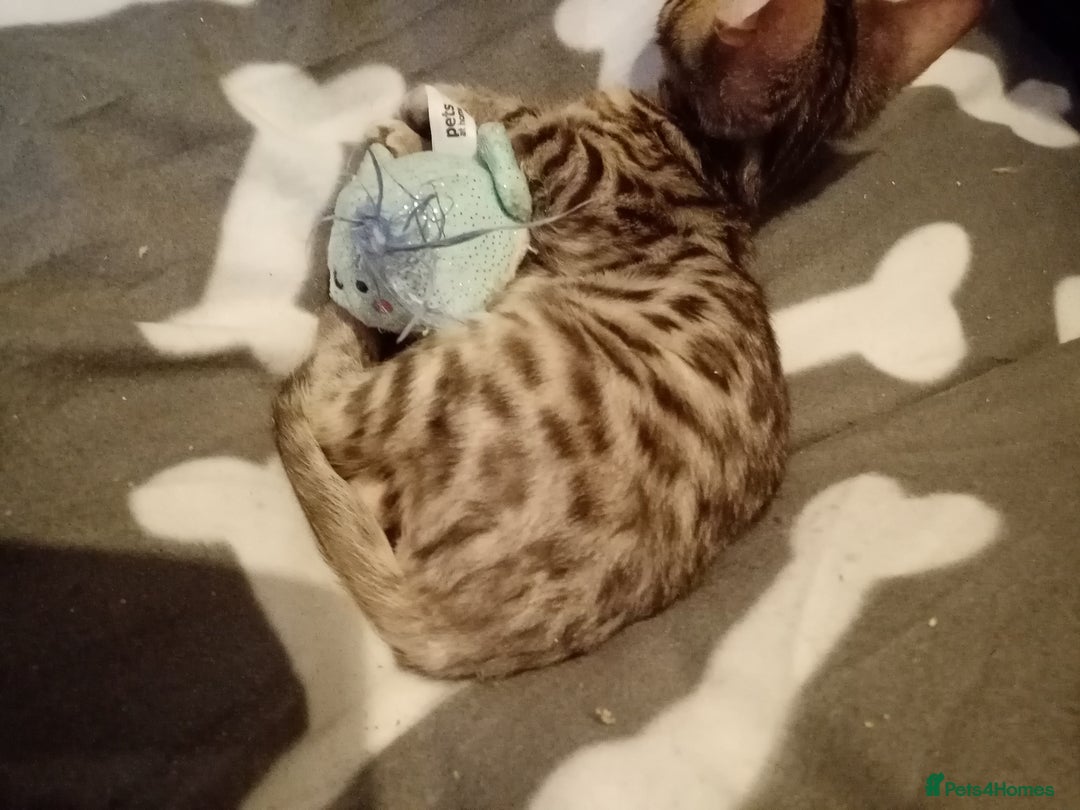 Mixed Breed cats for sale: Cute and Playful Kittens - Advert 18