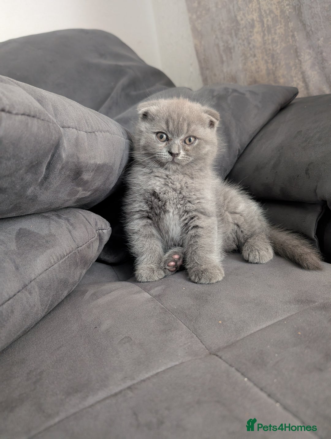 British Longhair cats for sale: British shorthair - Image 7