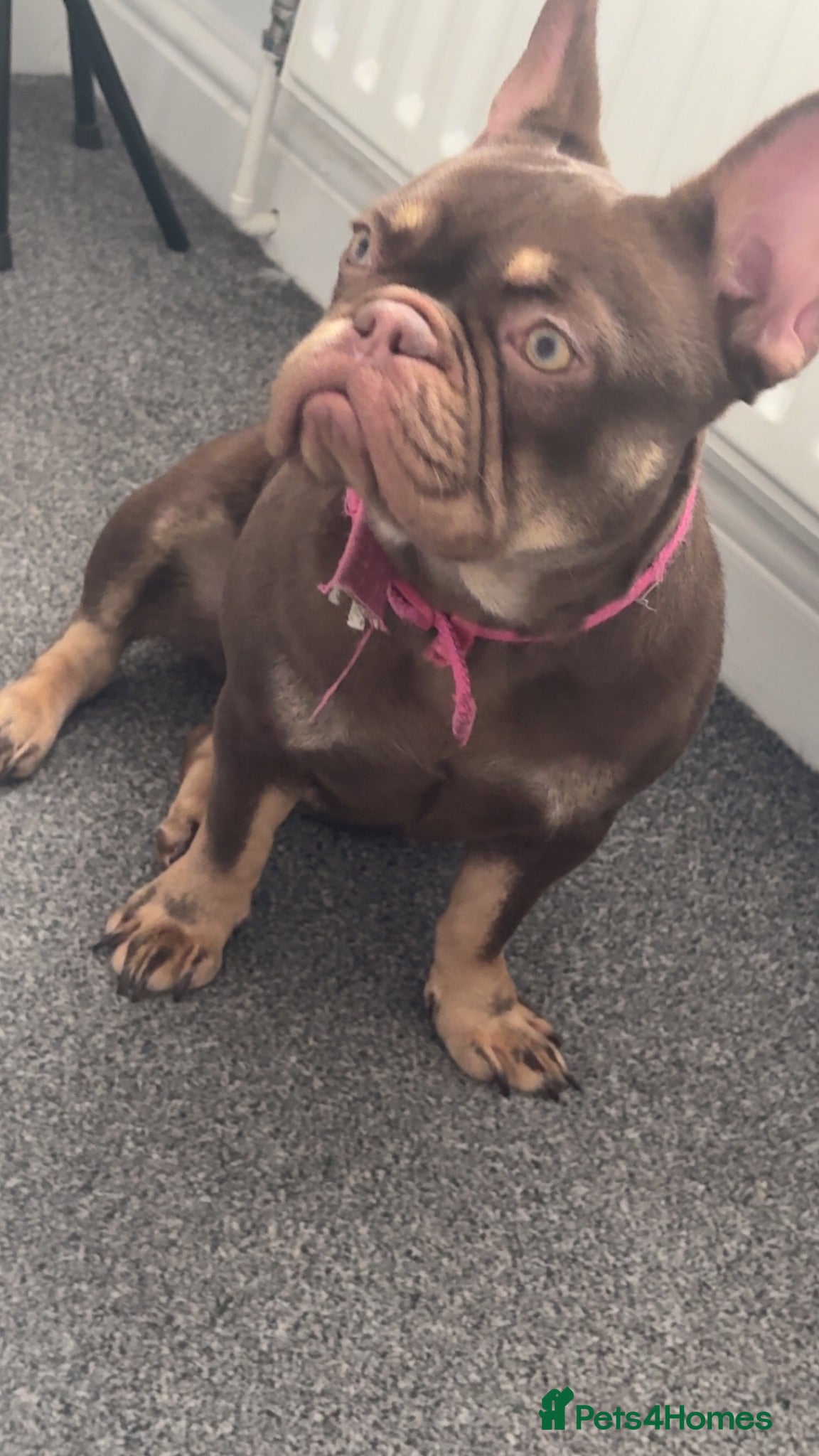 French Bulldog dogs French bulldog for sale  - Advert 5