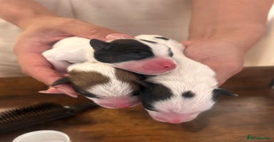 Jack Russell dogs - Advert 7
