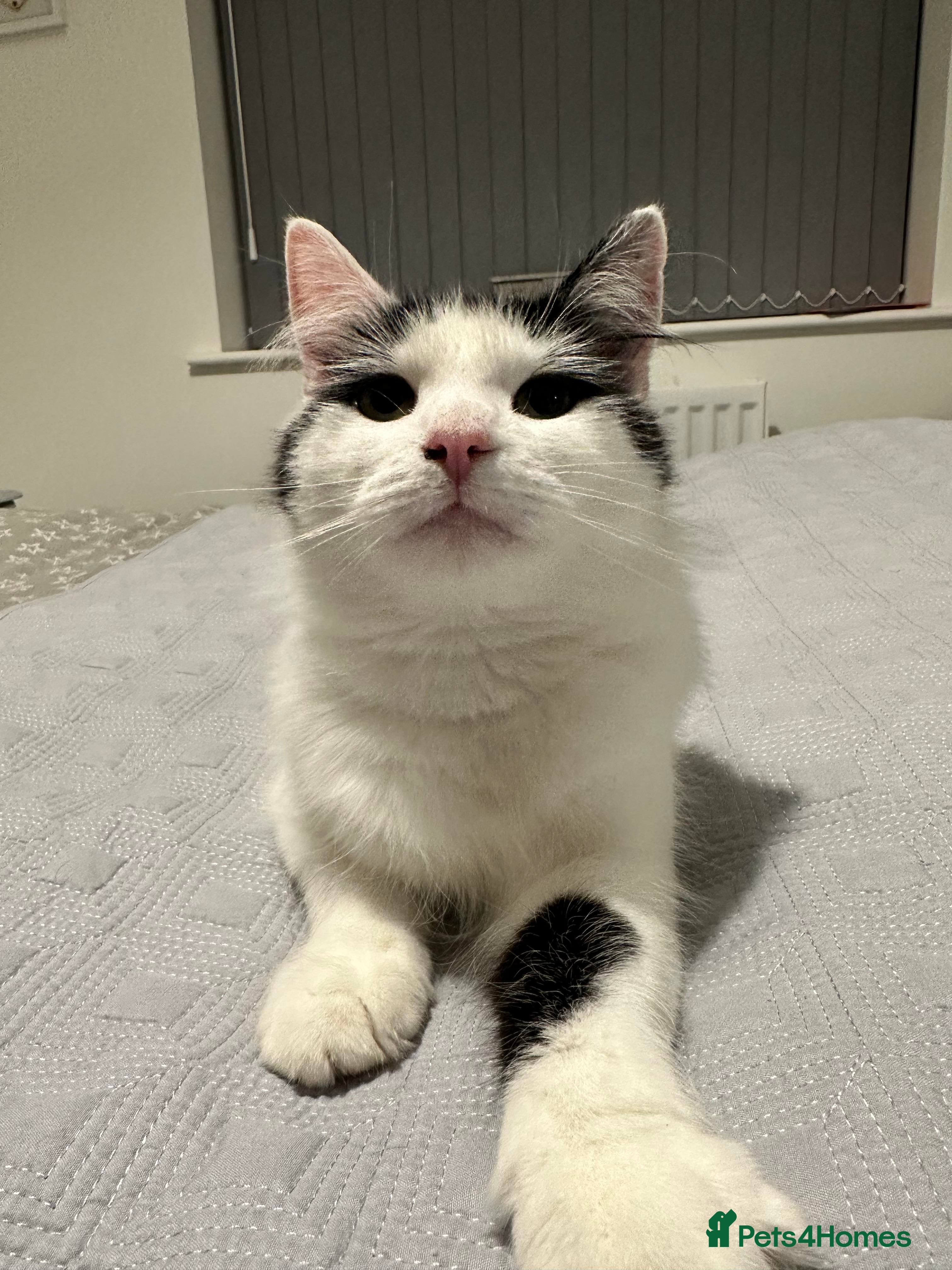 British Longhair cats 3 year old female  - Advert 7