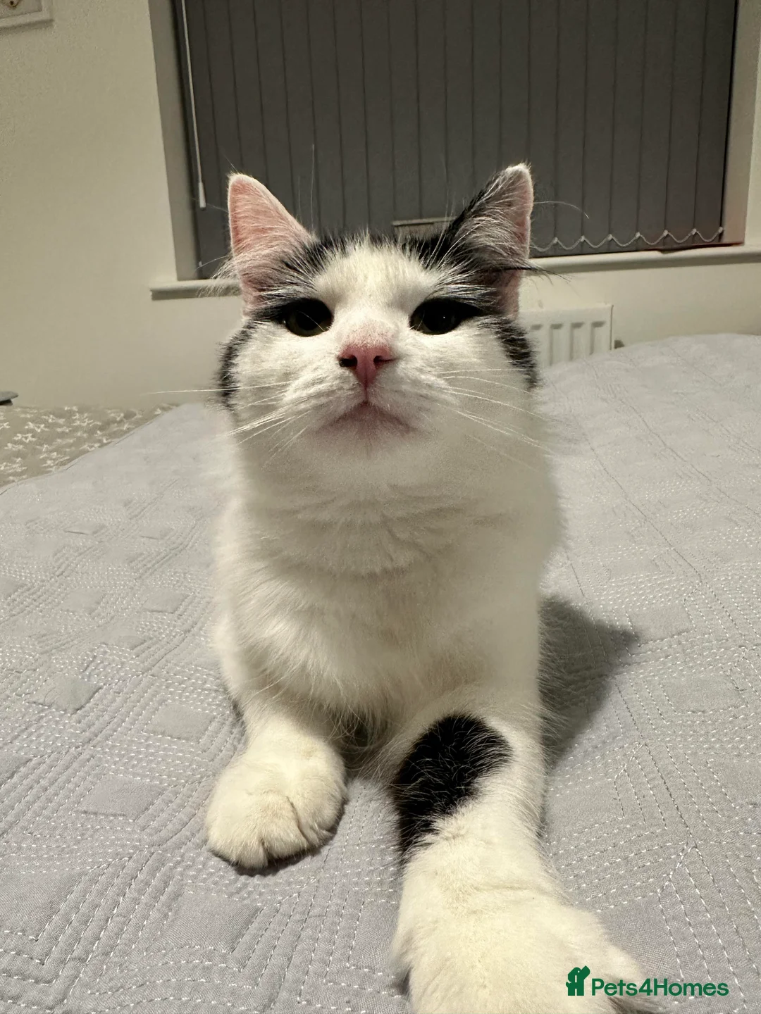 British Longhair cats for sale: 3 year old female  - Advert 1